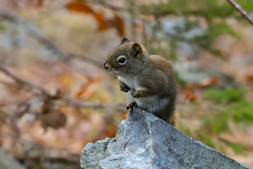 squirrel on a rock