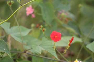 Obraz premium FLOWER