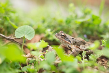 Eruopean grass frog (Rana temporaria)