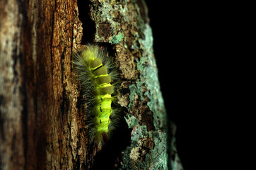 caterpillar on a leaf