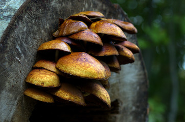 mushrooms in the forest