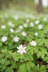 Flowering thimbleweeds in a forest