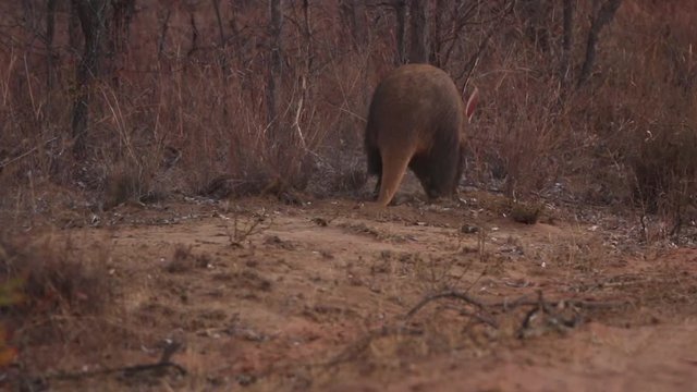 Aardvark foraging for food in the Welgevonden game reserve, South Africa.