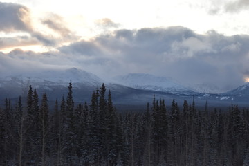 pine trees and mountain in winter