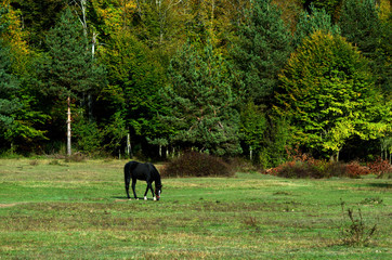 Fototapeta na wymiar horse in the forest