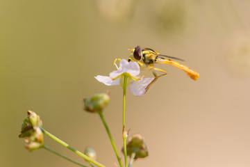 Hoverfly on a flower