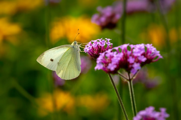 Closeup beautiful butterfly in a summer garden