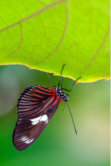 Closeup beautiful butterfly in a summer garden