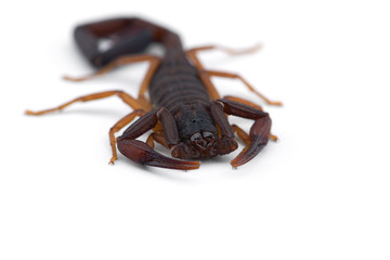 African venom Scorpion isolated on white background