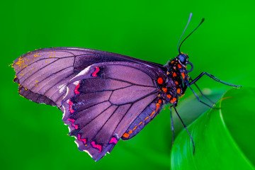 Closeup beautiful butterfly in a summer garden