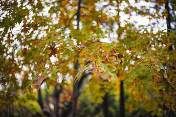 oak tree  leaves turning yellow in autumn season the forest