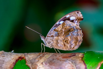 Closeup beautiful butterfly in a summer garden