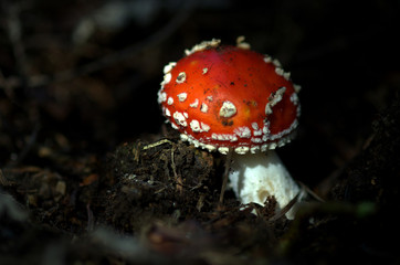 fly agaric mushroom in the forest