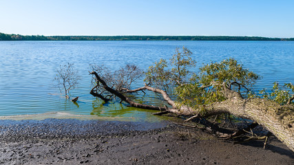 Scenic pond panorama with fallen tree and blue clear sky. Idyllic rippled water surface with forest on horizon and close-up of a willow branch lying on muddy bank. Horusicky fishpond in South Bohemia.