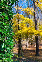 Evergreen climbing common ivy in contrast with yellow autumn birch trees. Hedera helix. Closeup of sunlit green foliage. Blurry forest and fallen leaves on colored natural background. Selective focus.