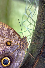 Fototapeta premium Closeup beautiful butterfly in a summer garden