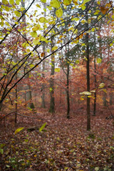 Fototapeta premium Rain and fog in the forest