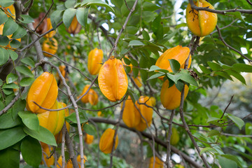 Crumbles on tree ready to eat