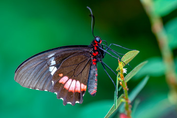 Closeup beautiful butterfly in a summer garden
