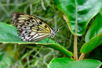 Closeup beautiful butterfly in a summer garden