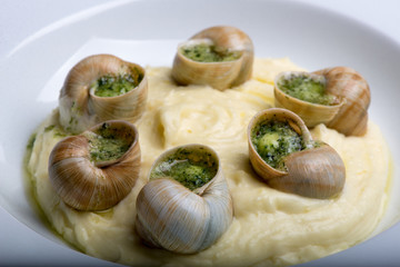 ready-made French snail in mashed potatoes