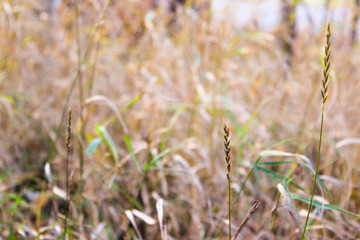 The tendrils of the plant Ivan tea from a kind of fireweed in late autumn. Beautiful macro photo. Grass dry high wall Ivan tea as the background.