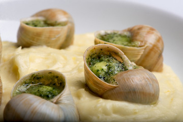 ready-made French snail in mashed potatoes