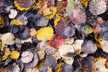 Autumn background with yellow leaves on old gray pavement or granite road top view. Fall beautiful texture.