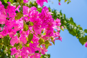 bright floral background of pink bougainvillea flowers