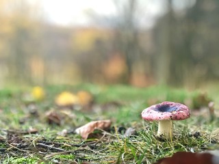 mushroom in the forest