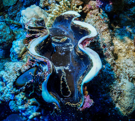 Coral Reef at the Red Sea, Egypt