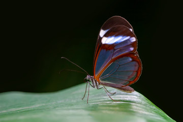 Fototapeta na wymiar Closeup beautiful butterfly in a summer garden