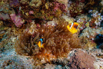 Obraz na płótnie Canvas Anemone fish and Coral reef at the Red Sea, Egypt