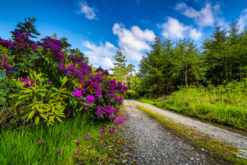 Fototapeta na wymiar Traditional Scottish Mountains flora close-up.