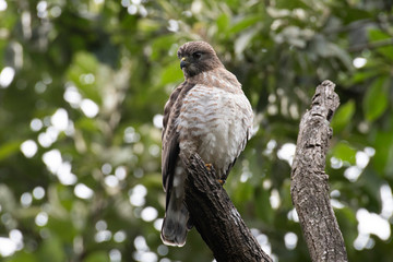 Broad-winged Hawk (Buteo platypterus)