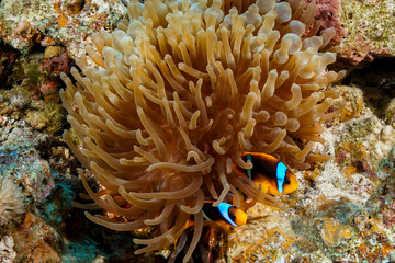 Naklejka na ściany i meble Anemone fish and Coral reef at the Red Sea, Egypt
