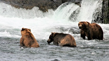brown bear at Katmai, alaska