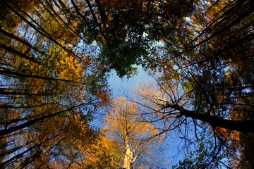 Fototapeta premium trees in autumn