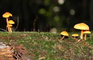 Orange wild mushrooms are growing on a fallen dead trunk in the jungle. Misiones, Argentina. Autumn season.