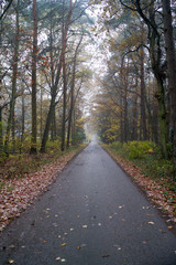 Rain and fog in the forest