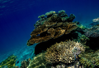 Fototapeta na wymiar The edge of the coral reef in the Lau Islands