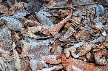 Fist hoar frost on the fallen leaves in the morning