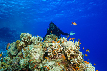 Fototapeta na wymiar Scuba Diving the Red Sea, Egypt