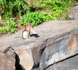 A Chipmunk Enjoying a Meal on a Sunny Day in Lake Louise