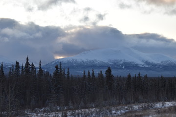 pine trees and mountain in winter