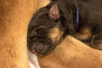 A blind, newborn German Shepherd puppy sleeps at mother's feet.