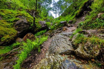 Picturesque landscape of a mountain forest with traditional nature of Scotland.