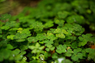 Shamrock naturally growing in the forest