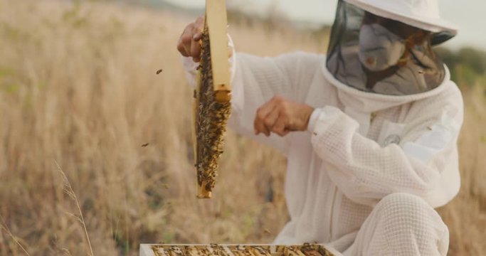 A beekeeper checking on a beehive for honey with lots of honey bees buzzing around, beekeeping at sunset harvesting honey