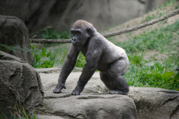 Baby Gorilla in Zoo
